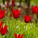 Tulipa fleur de lis 'Red_Shine' PB 7